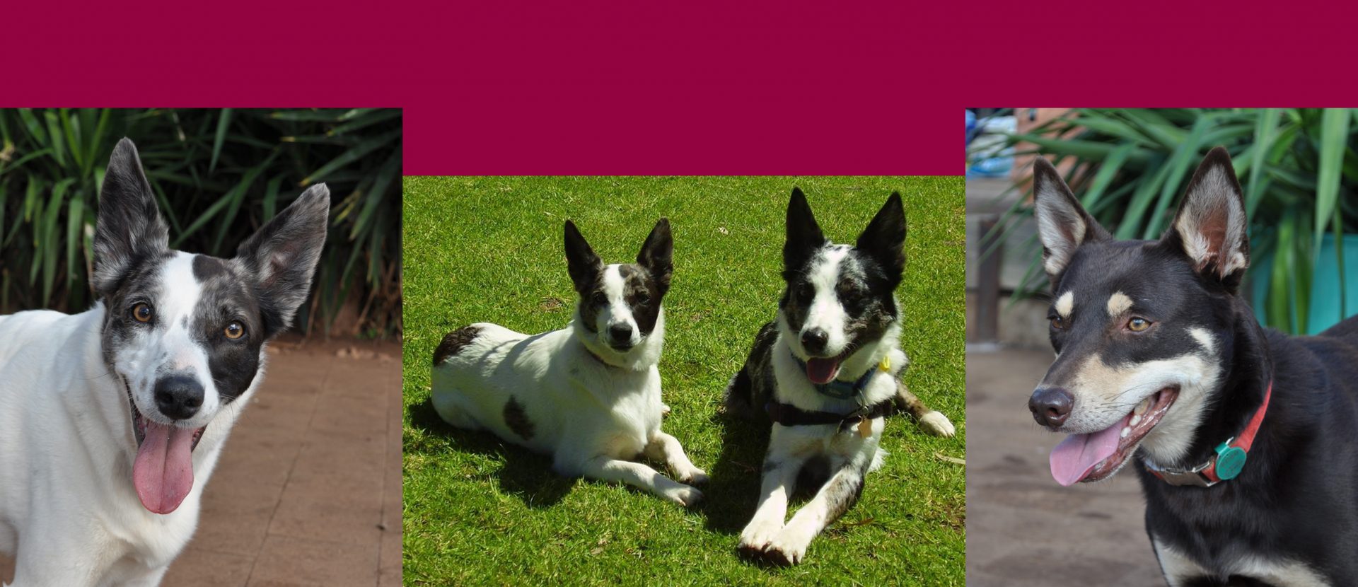 Adelaide Canine Behaviour and Training